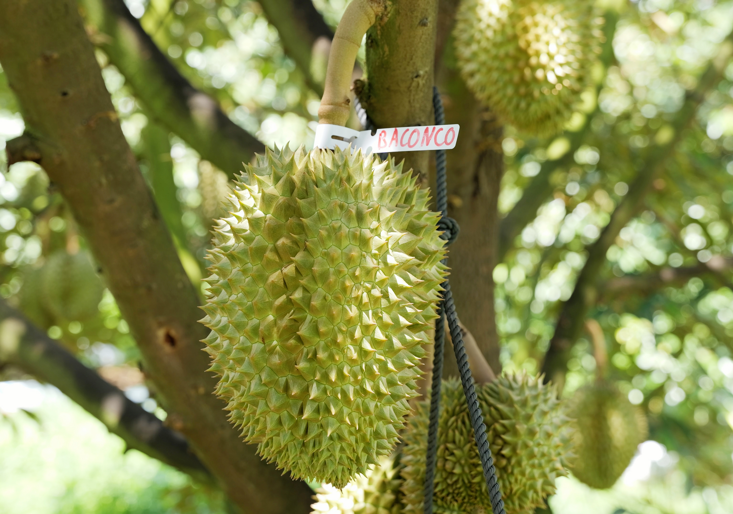 Trái đẹp 4