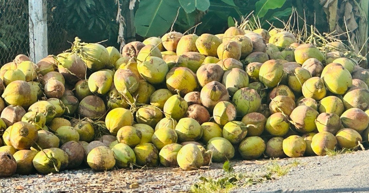 Vựa dừa ở Vĩnh Long