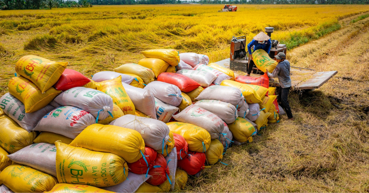 Việt Nam chiếm gần 80 thị phần gạo nhập khẩu của Philippines