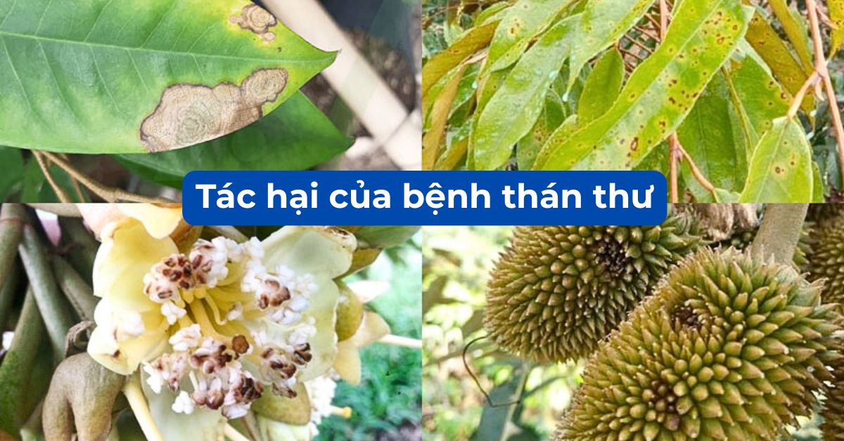 2. 1. GIẢI PHÁP NGỪA THÁN THƯ VÀO MÙA MƯA CHO SẦU RIÊNG