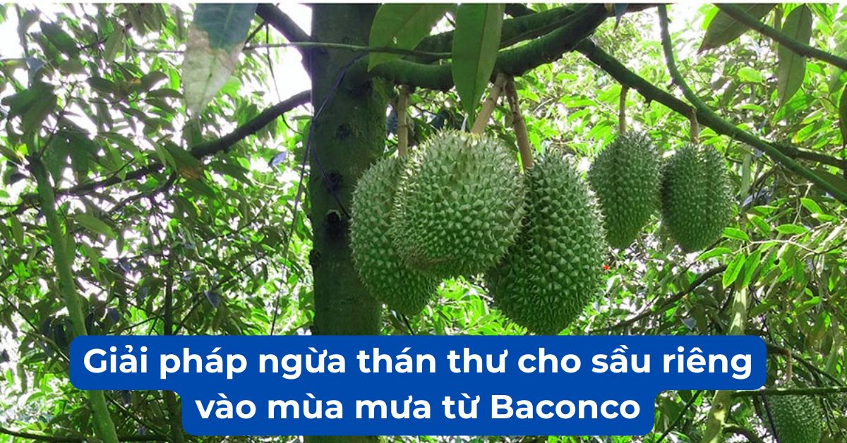 3. 1. GIẢI PHÁP NGỪA THÁN THƯ VÀO MÙA MƯA CHO SẦU RIÊNG