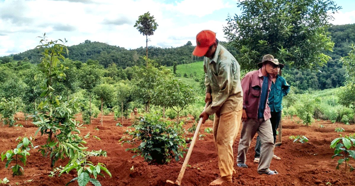 2. PHỐI HỢP HỮU CƠ VÀ NPK 20 10 10 6S 0.045B BASEOS CHĂM SÓC CÀ PHÊ GIAI ĐOẠN KIẾN THIẾT CƠ BẢN