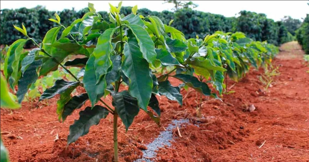 3. PHỐI HỢP HỮU CƠ VÀ NPK 20 10 10 6S 0.045B BASEOS CHĂM SÓC CÀ PHÊ GIAI ĐOẠN KIẾN THIẾT CƠ BẢN