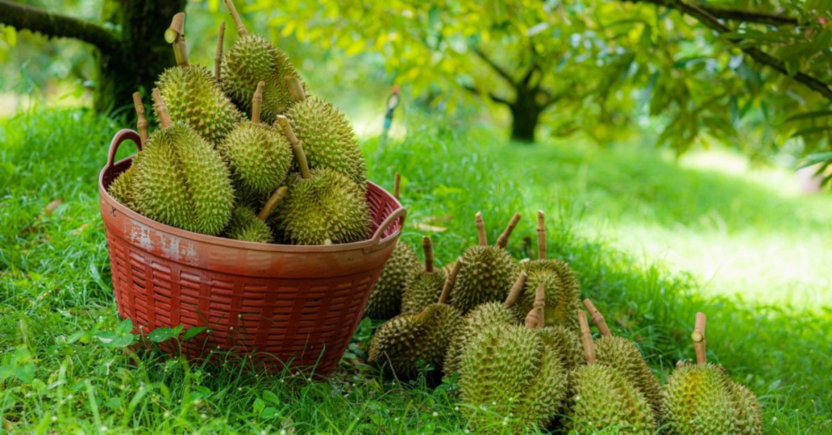 3. 3 BƯỚC VÀNG GIÚP HỒI PHỤC SẦU RIÊNG SAU THU HOẠCH