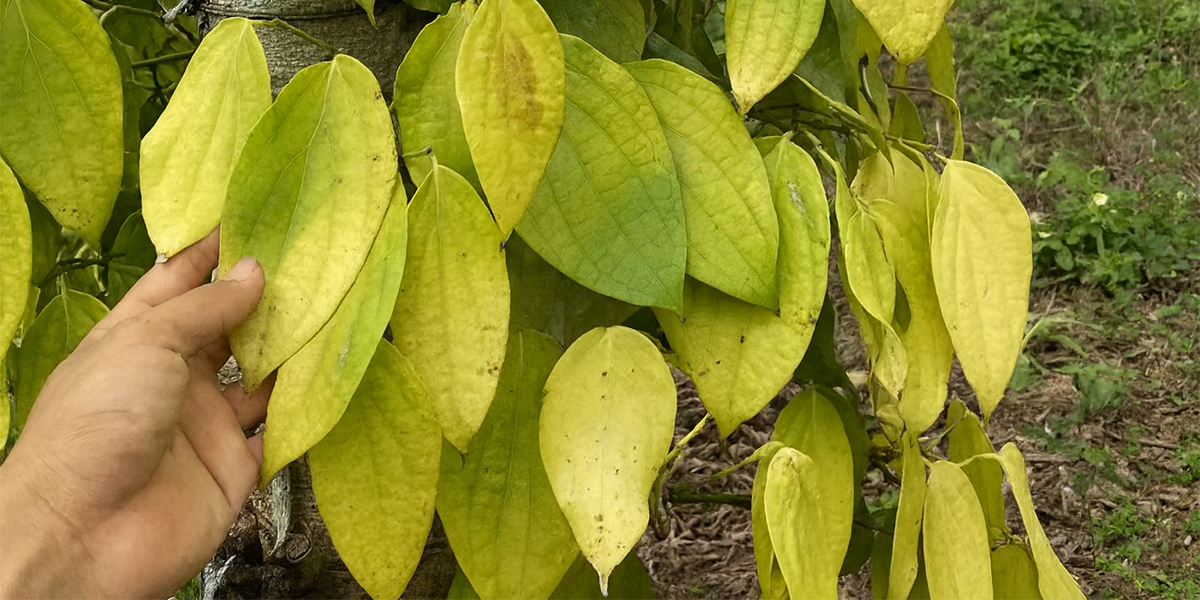 Bệnh vàng lá trên cây hồ tiêu