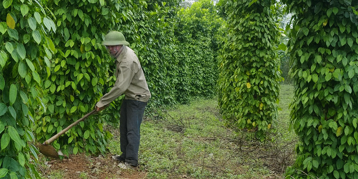 Hình ảnh nông dân chăm cây tiêu
