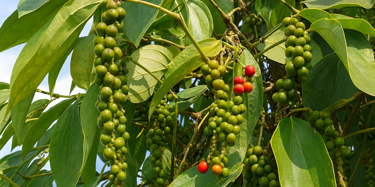 Tiêu khi được bổ sung đầy đủ dinh dưỡng