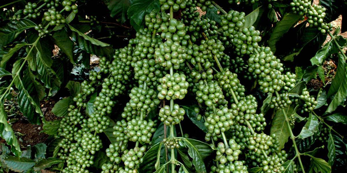 Cà phê tươi tốt trĩu quả