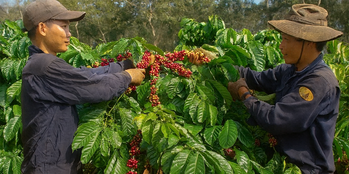 Nông dân đang chăm sóc cây cà phê