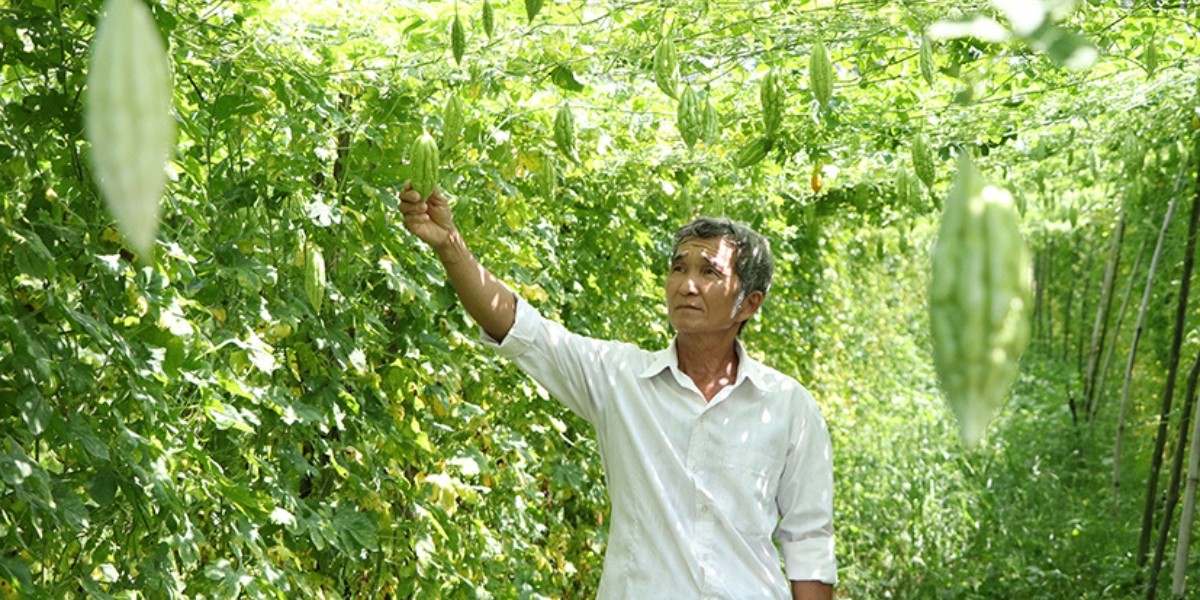 Nông dân kiểm tra chất lượng khổ qua