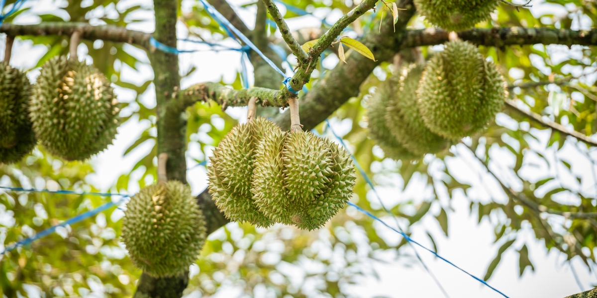 Vườn sầu riêng phát triển khỏe mạnh năng suất cao sau khi dùng sản phẩm