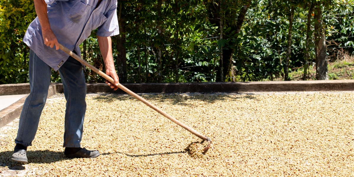 Việc Mỹ đưa thuế nhập khẩu cà phê về 0 được cho là cơ hội lớn với Việt Nam