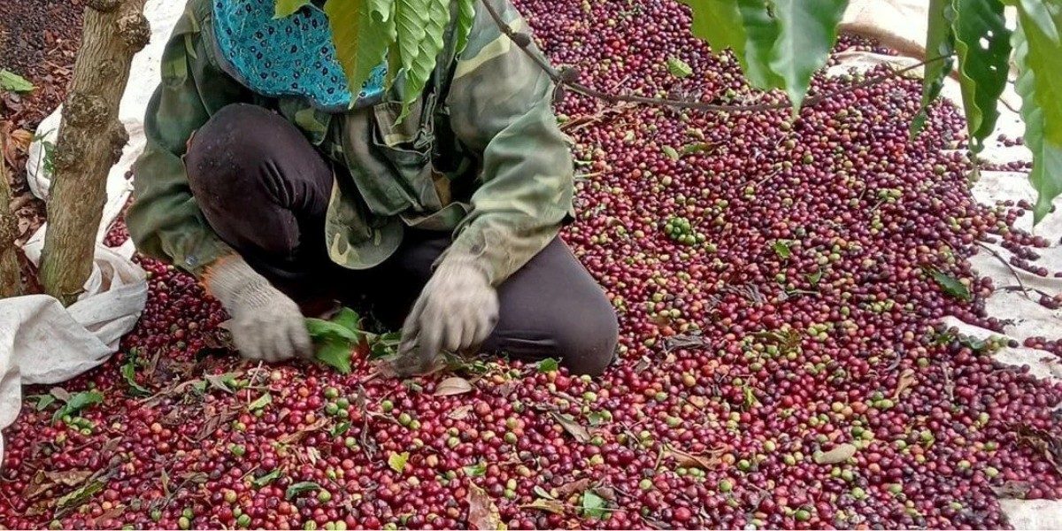 Việt Nam cần nâng cao chế biến sâu xây dựng thương hiệu cà phê chất lượng cao