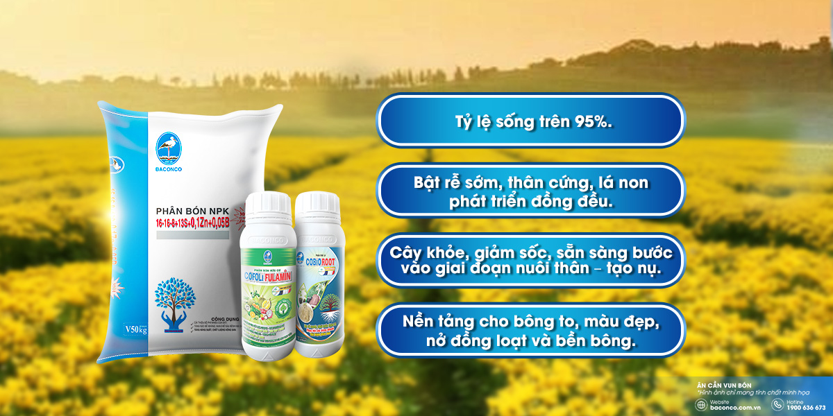 Ưu thế sau khi sử dụng bộ giải pháp của Baconco