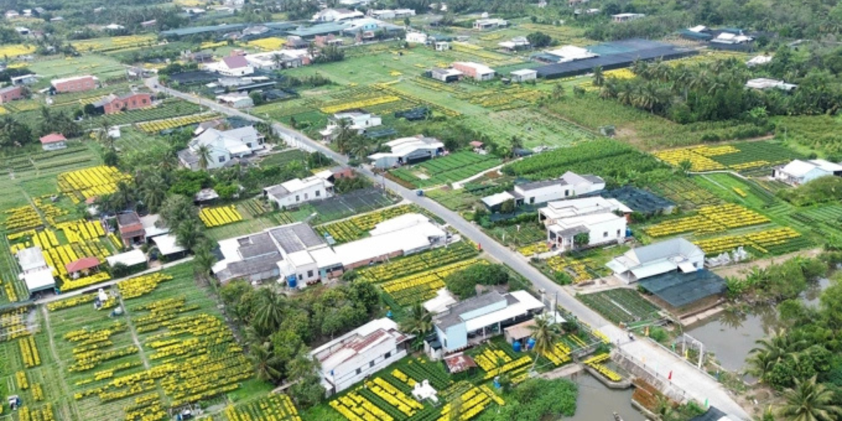 Mỗi năm làng hoa kiểng Chợ Lách cung ứng cho thị trường từ 12 15 triệu sản phẩm phục vụ dịp Tết