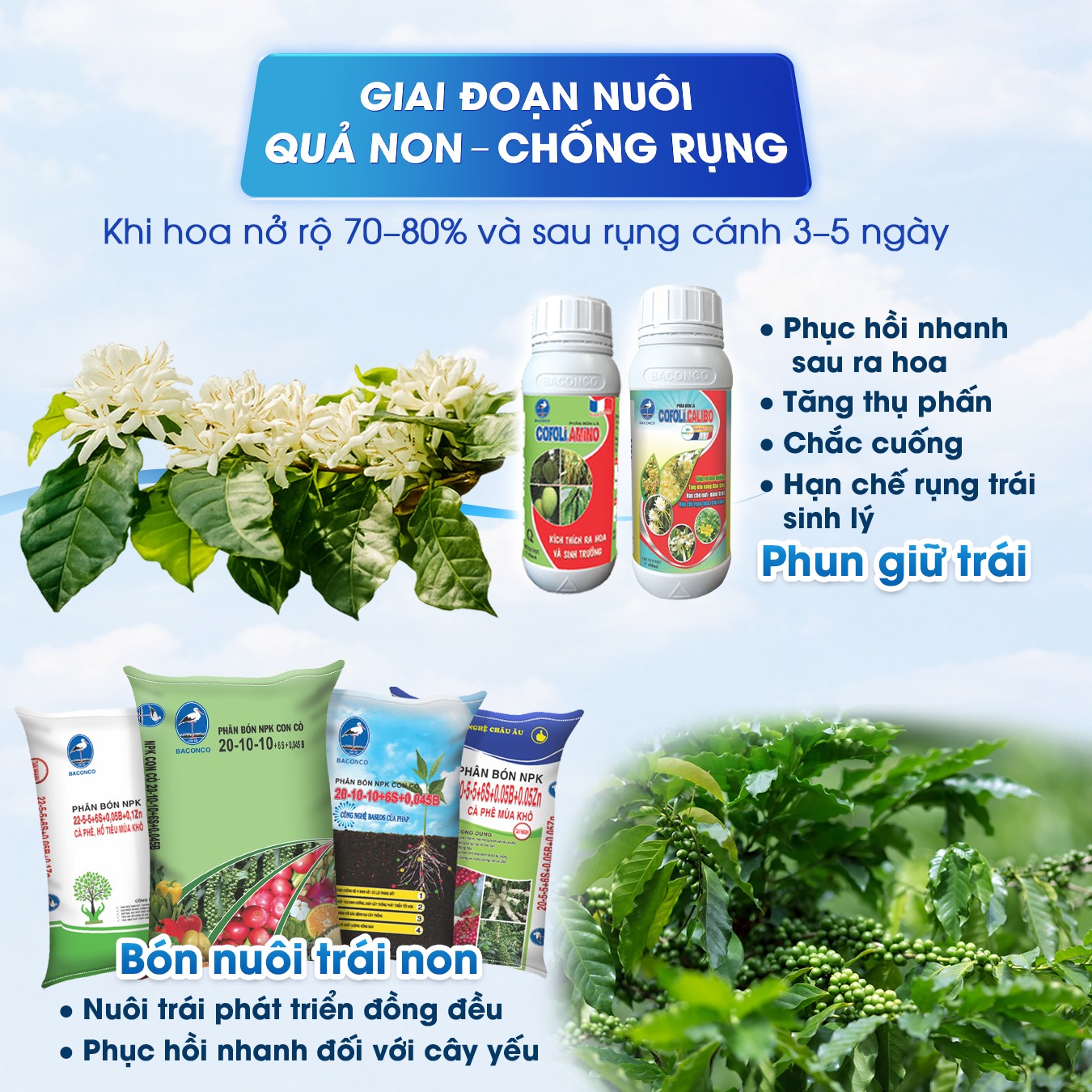 Giai đoạn nuôi quả non chống rụng trái