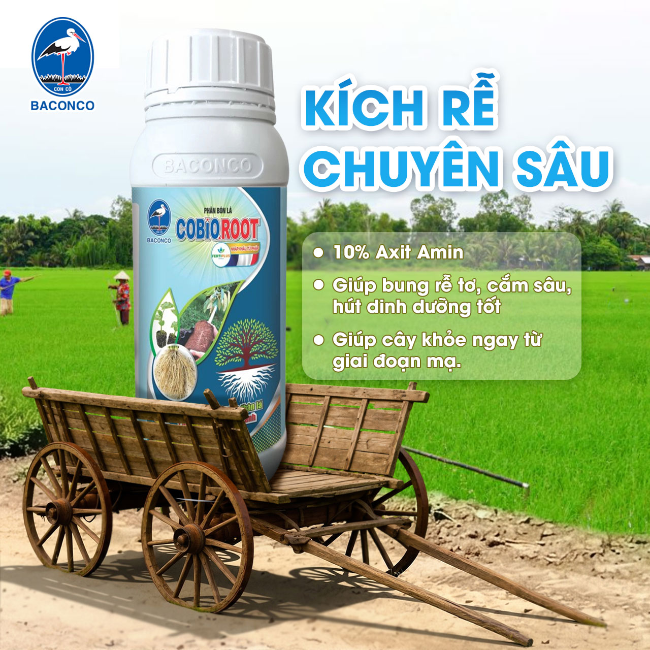 2. Kích rễ mạnh ngay từ giai đoạn mạ với COBIO ROOT