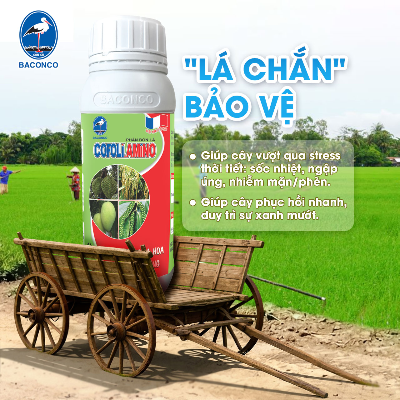 3. Chống sốc thời tiết bằng giải pháp COFOLI AMINO