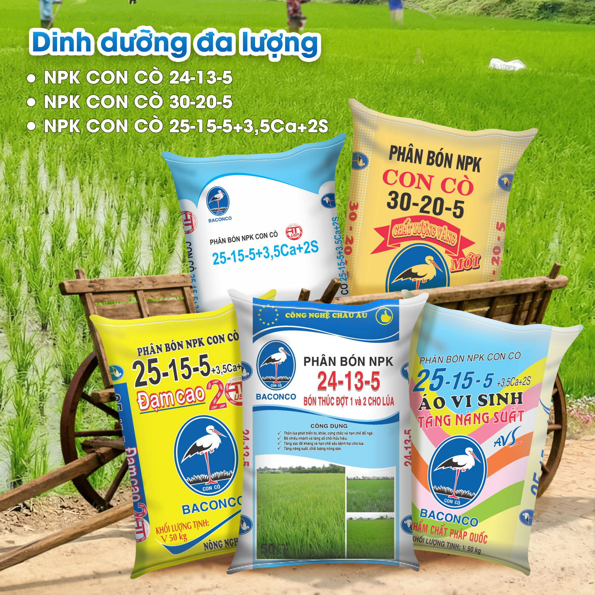 Bổ sung dinh dưỡng đa lượng thúc đẩy lúa đẻ nhánh 