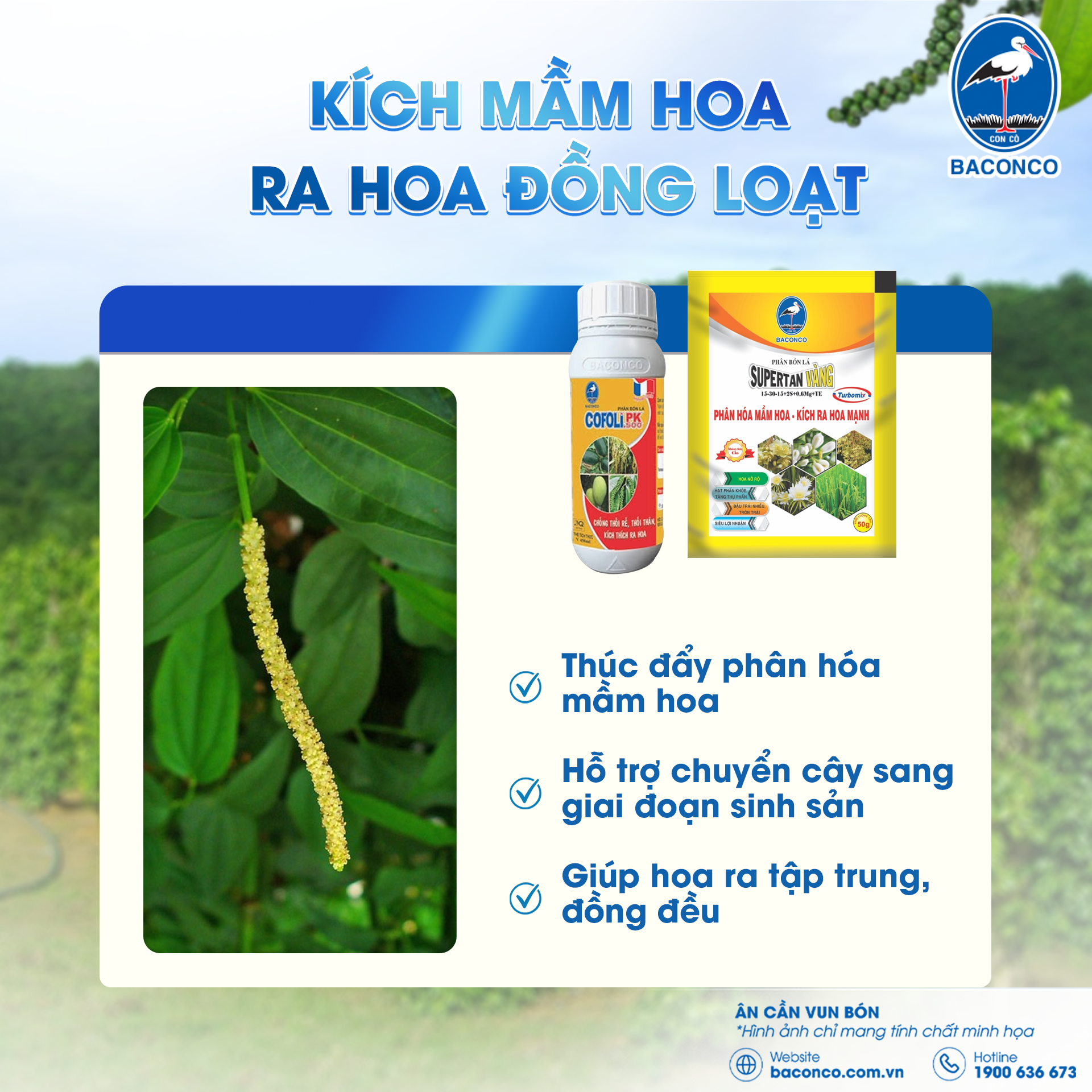kichmamhoa